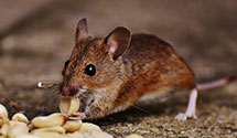 agricultural-pest-management Experts in Jerseytown
